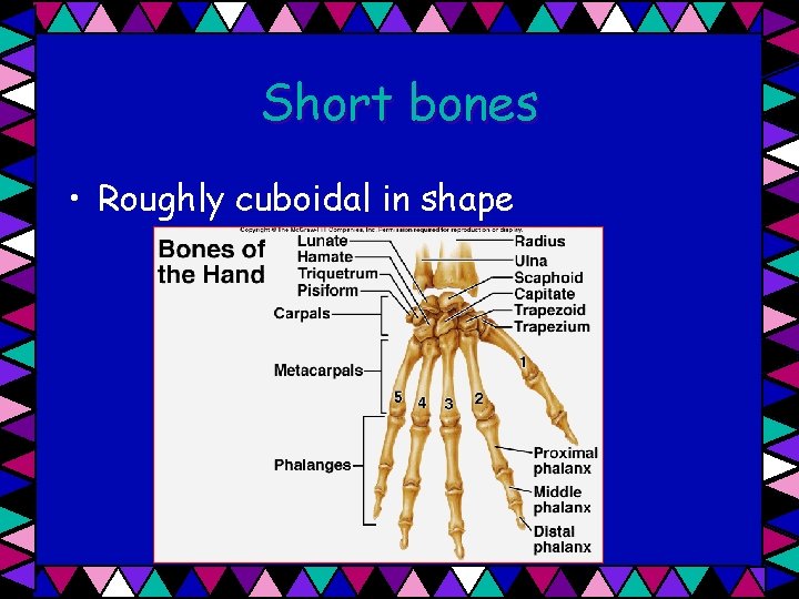 Short bones • Roughly cuboidal in shape 