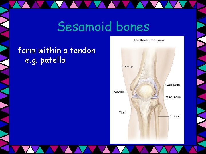 Sesamoid bones form within a tendon e. g. patella 