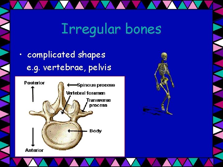 Irregular bones • complicated shapes e. g. vertebrae, pelvis 