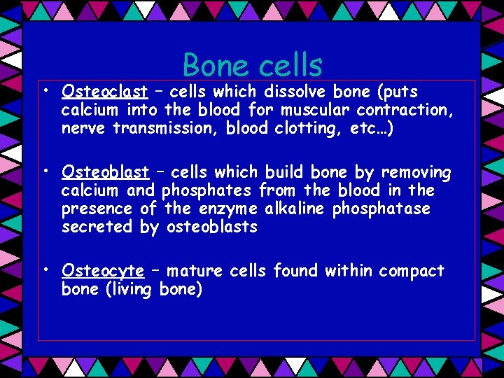 Bone cells • Osteoclast – cells which dissolve bone (puts calcium into the blood