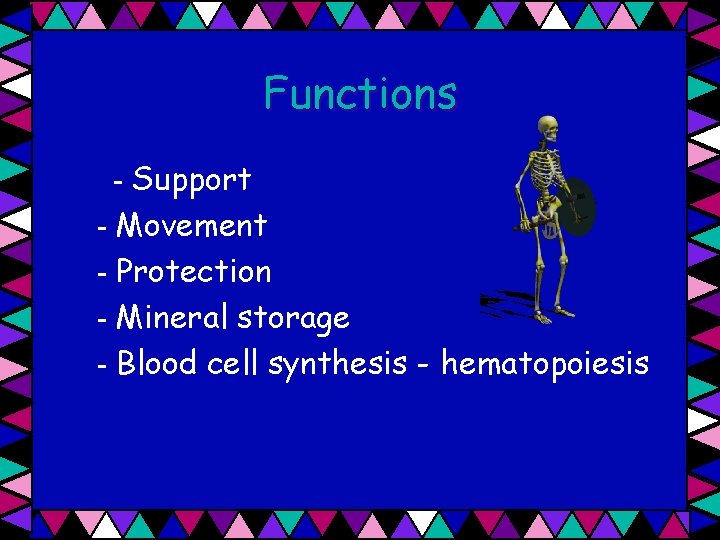 Functions - Support - Movement - Protection - Mineral storage - Blood cell synthesis