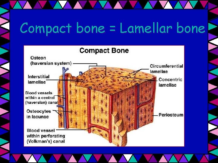 Compact bone = Lamellar bone 