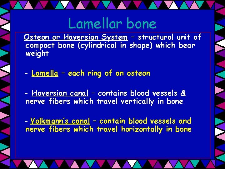 Lamellar bone Osteon or Haversian System – structural unit of compact bone (cylindrical in