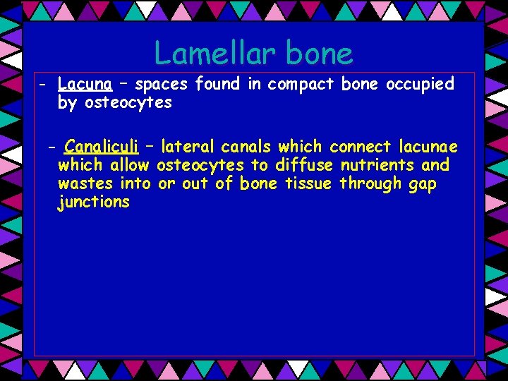 Lamellar bone - Lacuna – spaces found in compact bone occupied by osteocytes -