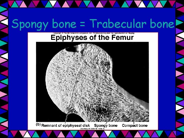 Spongy bone = Trabecular bone 