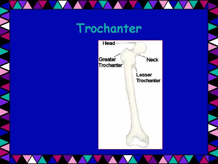 Trochanter 