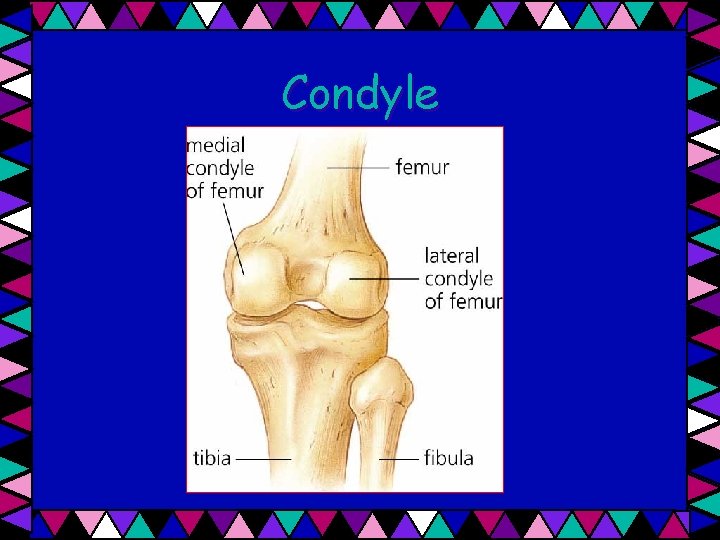 Condyle 