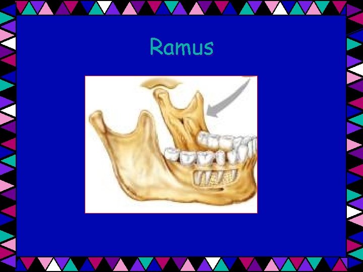 Ramus 