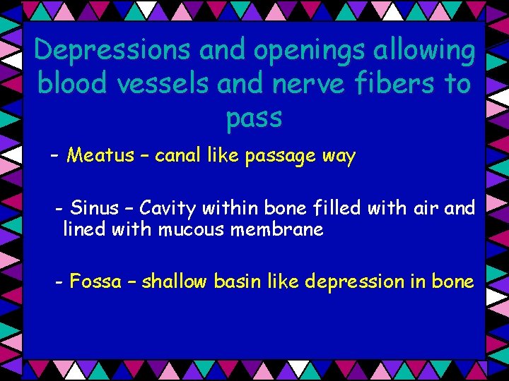 Depressions and openings allowing blood vessels and nerve fibers to pass - Meatus –