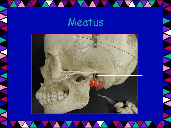 Meatus 