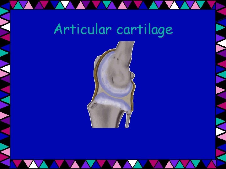 Articular cartilage 