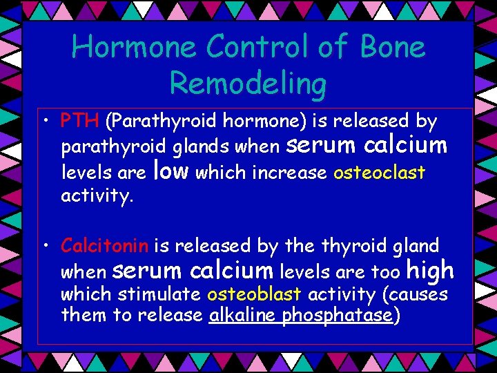 Hormone Control of Bone Remodeling • PTH (Parathyroid hormone) is released by parathyroid glands