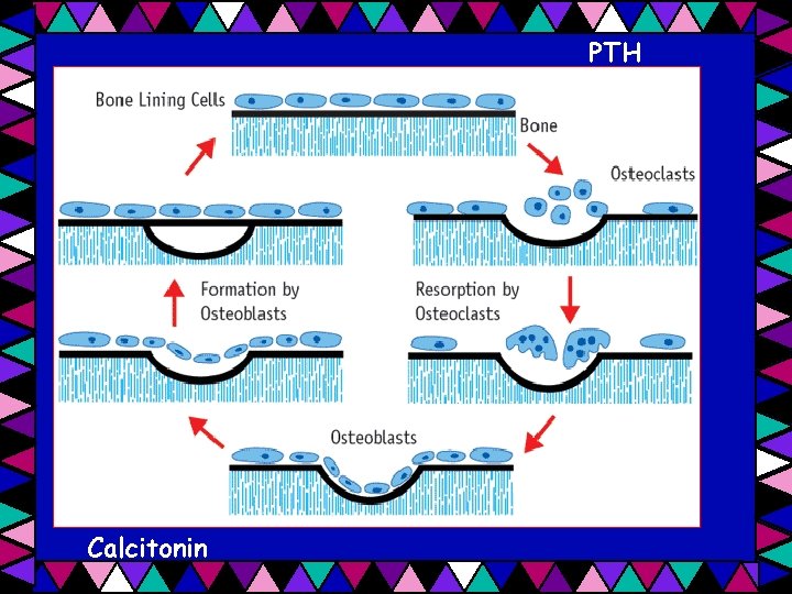 PTH Calcitonin 