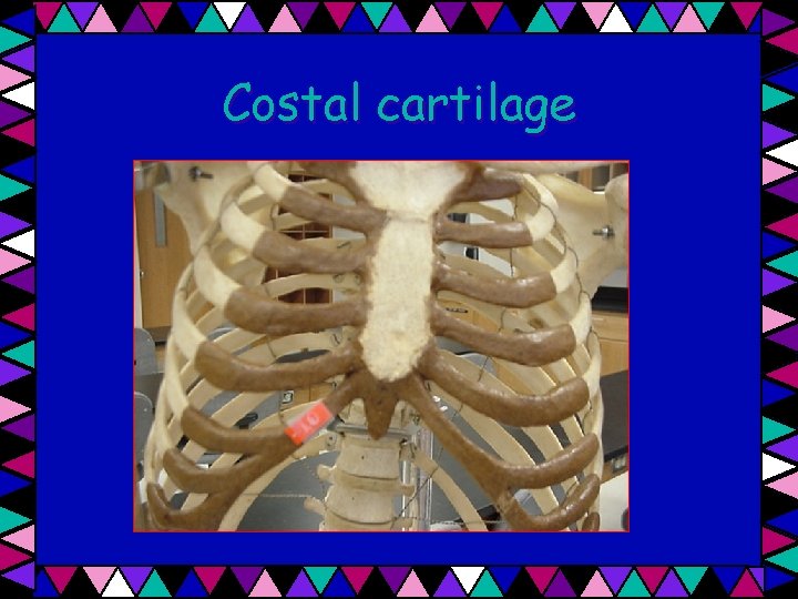 Costal cartilage 