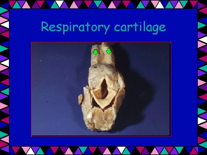 Respiratory cartilage 