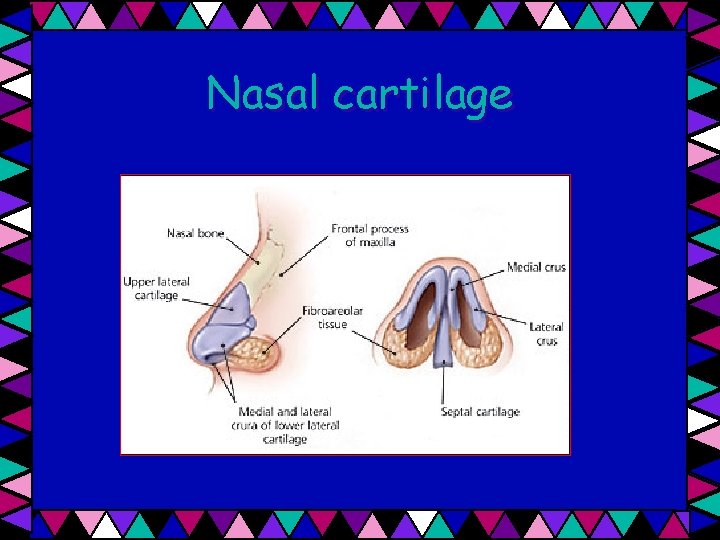 Nasal cartilage 