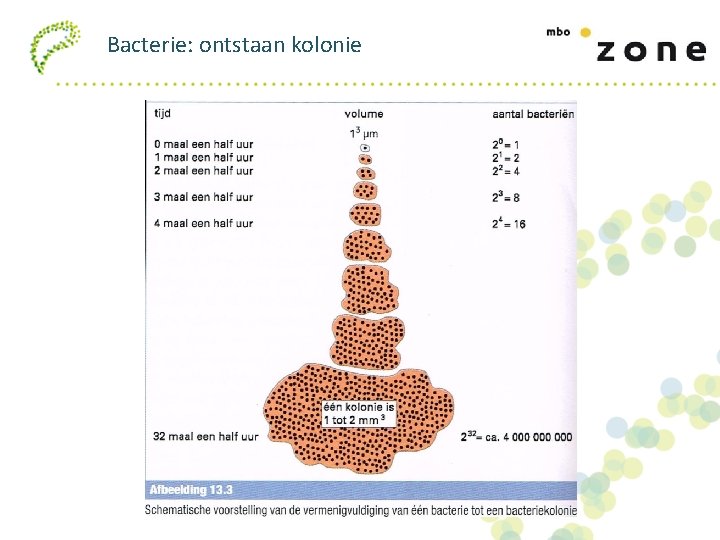 Start van de teelt LES 2 Glasteelt Microbiologie