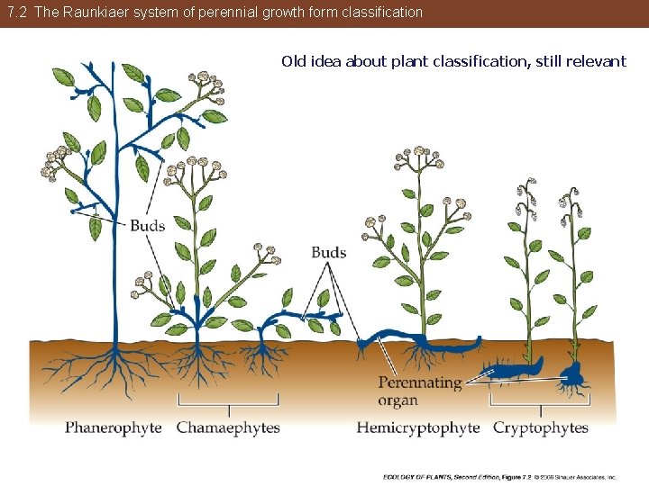 7. 2 The Raunkiaer system of perennial growth form classification Old idea about plant