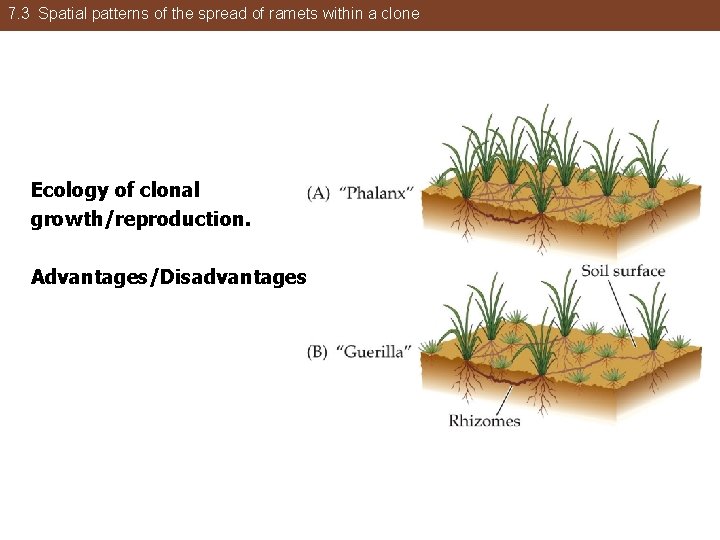 7. 3 Spatial patterns of the spread of ramets within a clone Ecology of