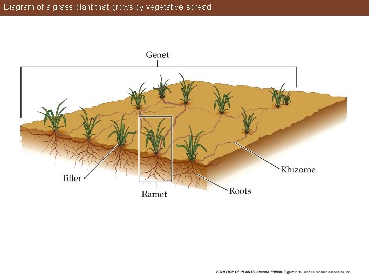 Diagram of a grass plant that grows by vegetative spread 