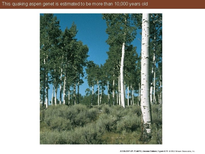 This quaking aspen genet is estimated to be more than 10, 000 years old