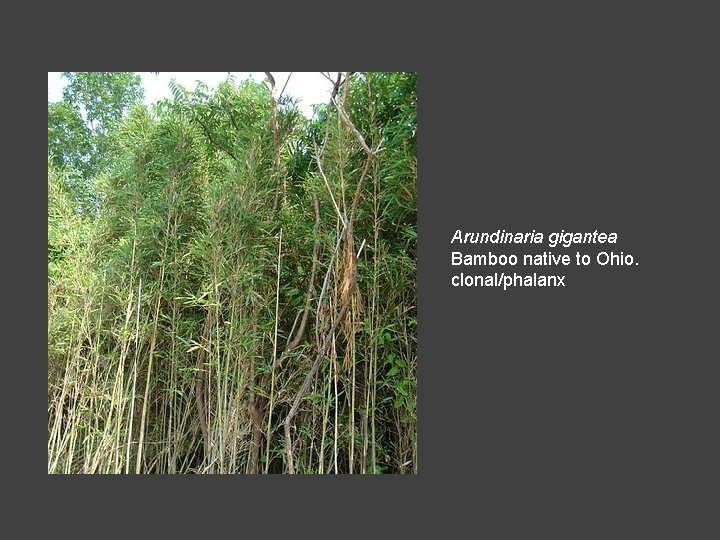Arundinaria gigantea Bamboo native to Ohio. clonal/phalanx 