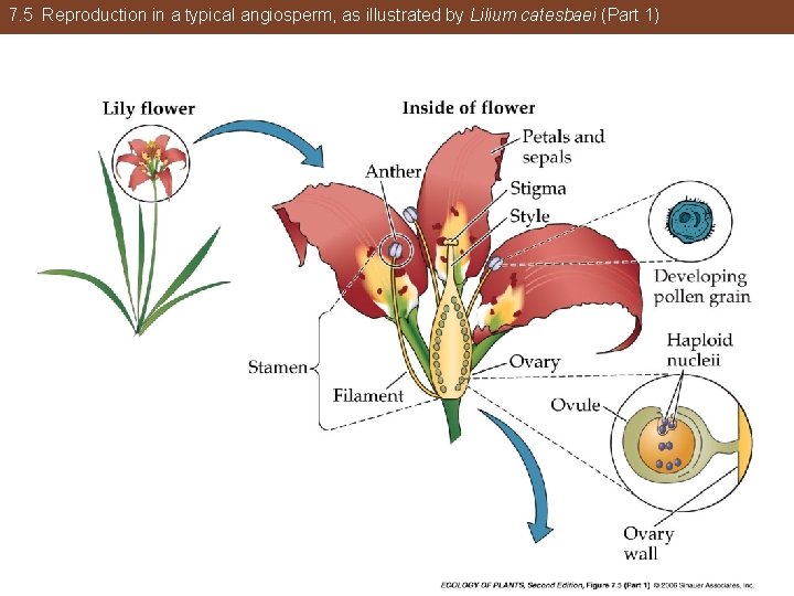 7. 5 Reproduction in a typical angiosperm, as illustrated by Lilium catesbaei (Part 1)