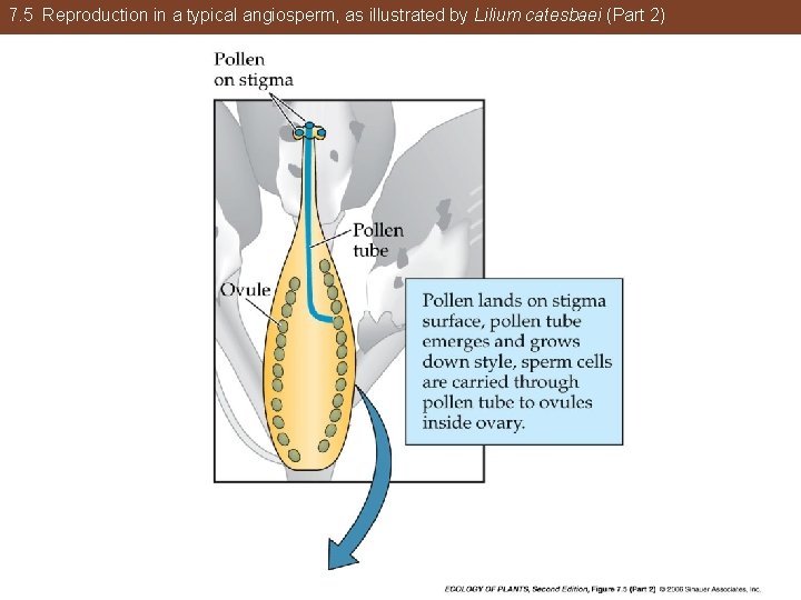 7. 5 Reproduction in a typical angiosperm, as illustrated by Lilium catesbaei (Part 2)