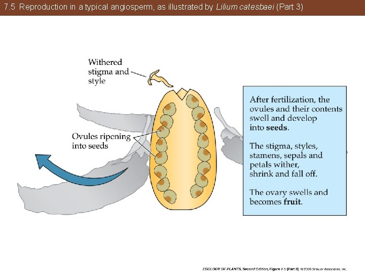 7. 5 Reproduction in a typical angiosperm, as illustrated by Lilium catesbaei (Part 3)