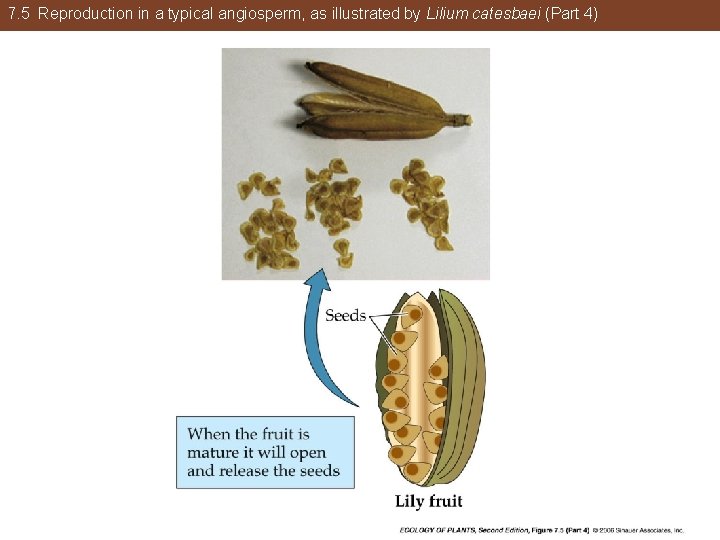 7. 5 Reproduction in a typical angiosperm, as illustrated by Lilium catesbaei (Part 4)