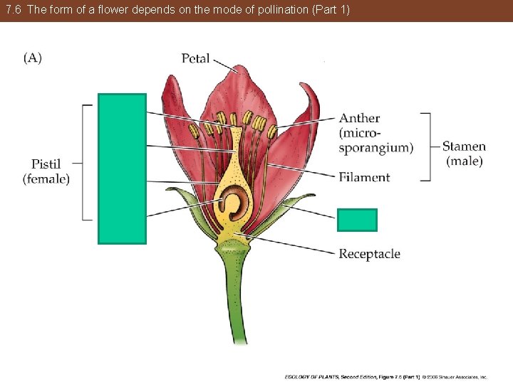 7. 6 The form of a flower depends on the mode of pollination (Part