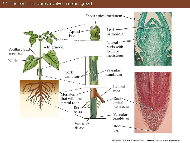 7. 1 The basic structures involved in plant growth 