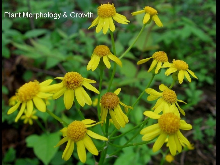 Plant Morphology & Growth 