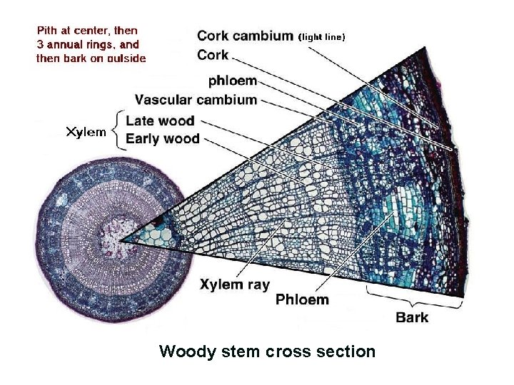 Woody stem cross section 