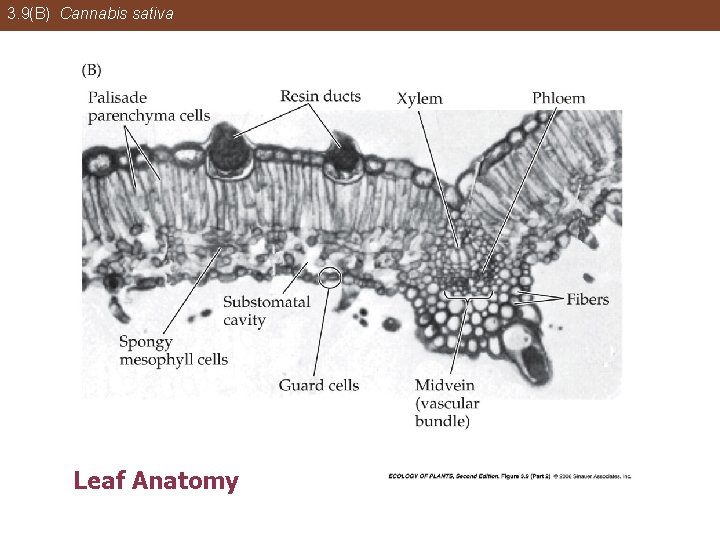 3. 9(B) Cannabis sativa Leaf Anatomy 