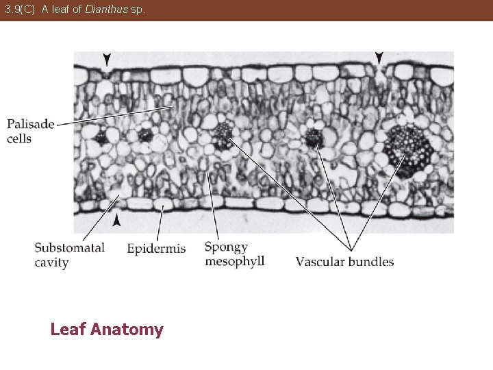 3. 9(C) A leaf of Dianthus sp. Leaf Anatomy 