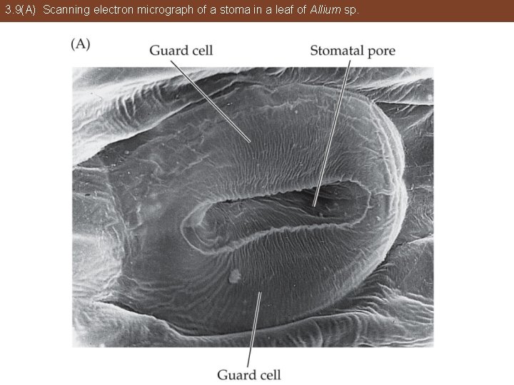 3. 9(A) Scanning electron micrograph of a stoma in a leaf of Allium sp.