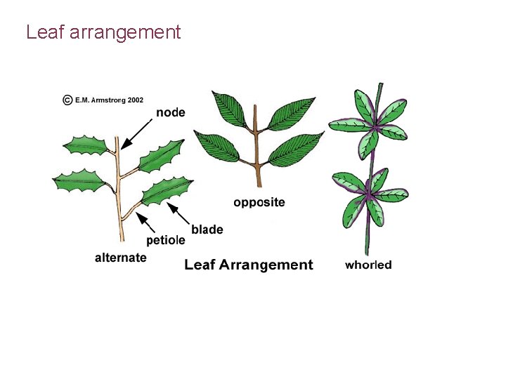 Leaf arrangement 