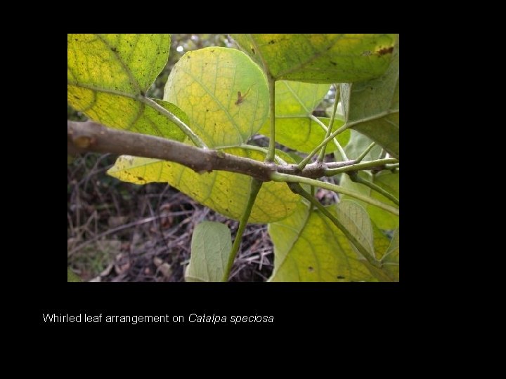 Whirled leaf arrangement on Catalpa speciosa 