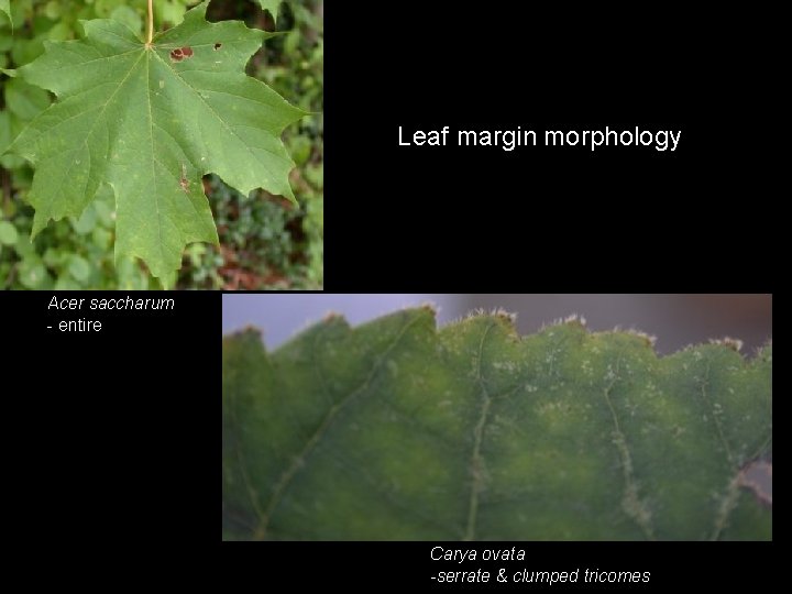 Leaf margin morphology Acer saccharum - entire Carya ovata -serrate & clumped tricomes 