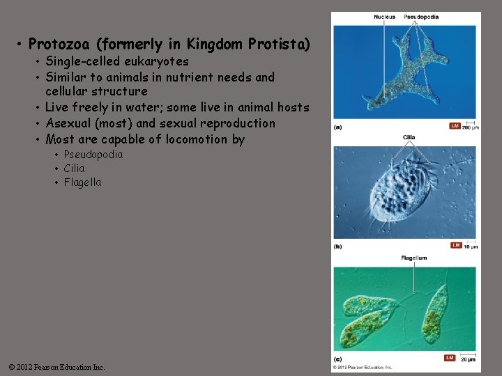  • Protozoa (formerly in Kingdom Protista) • Single-celled eukaryotes • Similar to animals