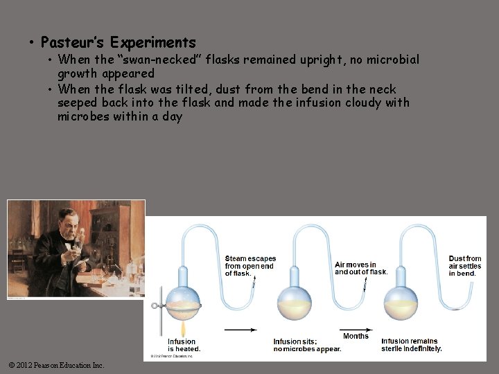  • Pasteur’s Experiments • When the “swan-necked” flasks remained upright, no microbial growth