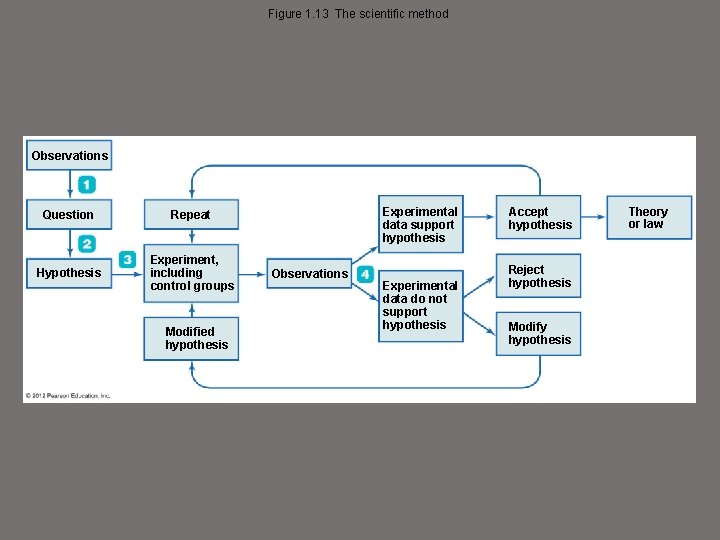 Figure 1. 13 The scientific method Observations Question Repeat Hypothesis Experiment, including control groups