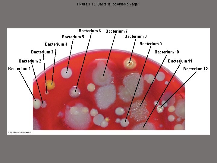 Figure 1. 16 Bacterial colonies on agar Bacterium 6 Bacterium 5 Bacterium 4 Bacterium