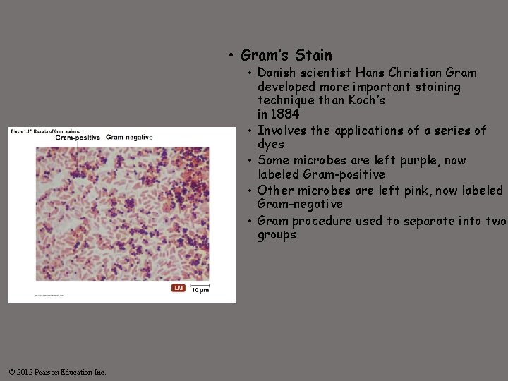  • Gram’s Stain • Danish scientist Hans Christian Gram developed more important staining