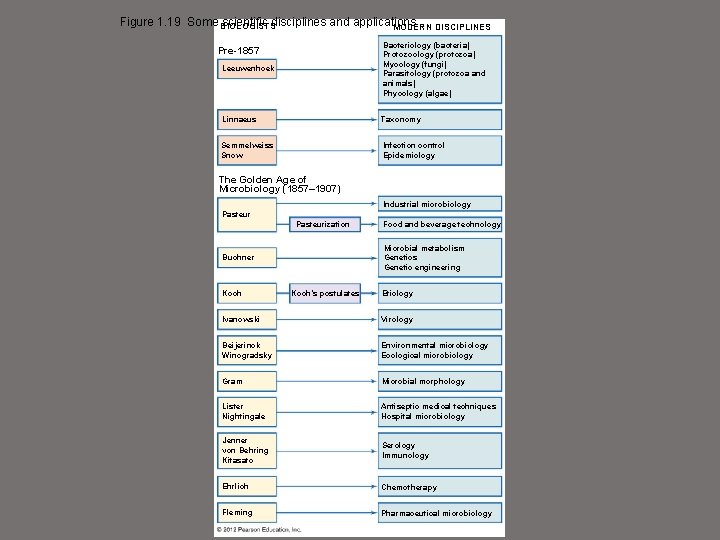 Figure 1. 19 Some BIOLOGISTS scientific disciplines and applications MODERN DISCIPLINES Leeuwenhoek Bacteriology (bacteria)