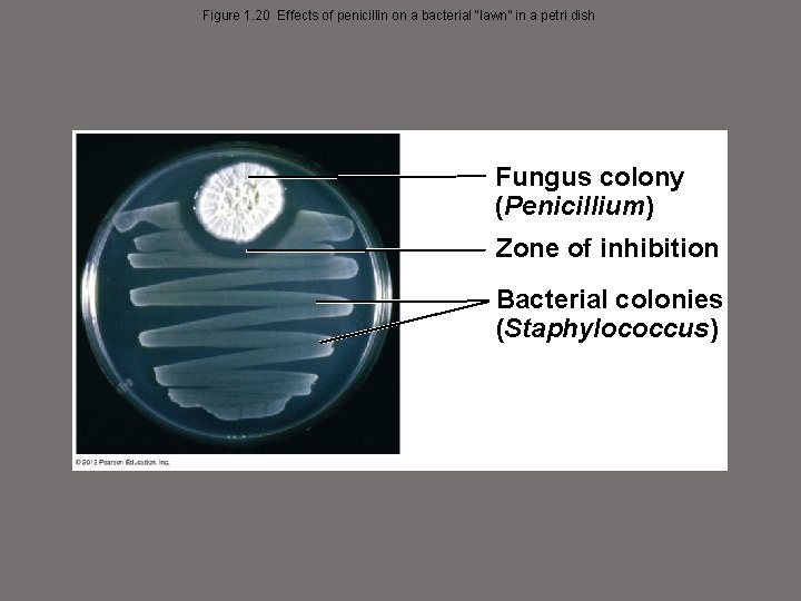 Figure 1. 20 Effects of penicillin on a bacterial “lawn” in a petri dish