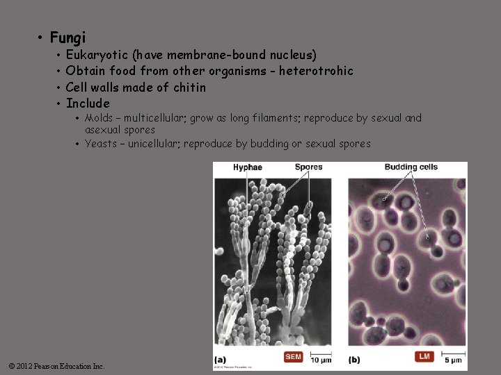  • Fungi • • Eukaryotic (have membrane-bound nucleus) Obtain food from other organisms