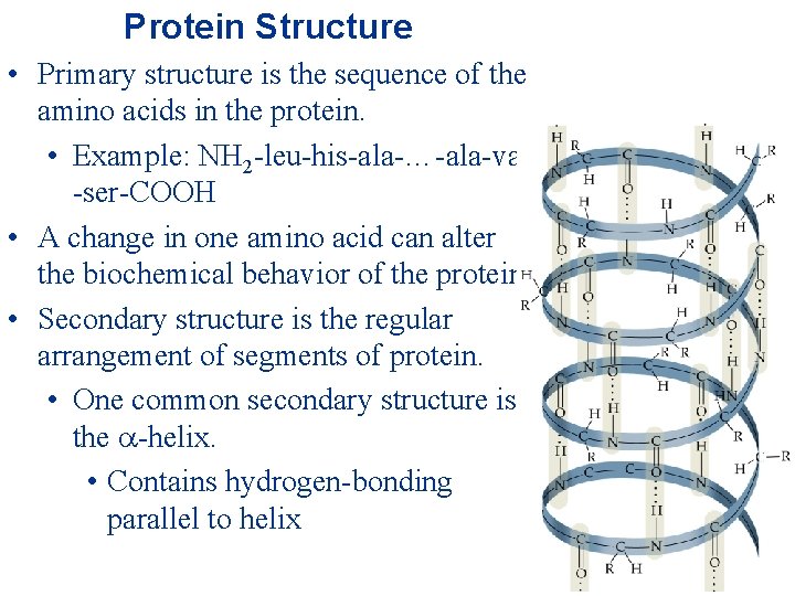 Protein Structure • Primary structure is the sequence of the amino acids in the