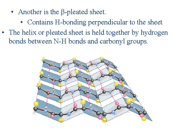  • Another is the β-pleated sheet. • Contains H-bonding perpendicular to the sheet